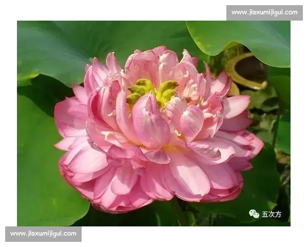 颠覆认知！莲藕与荷叶的共生真相大公开